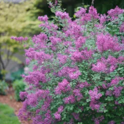 Bloomerang® Dark Purple Reblooming Lilac