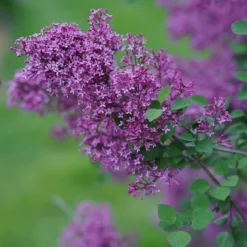 Bloomerang® Dark Purple Reblooming Lilac -Naty Plants Shop SyringaBloomerangDarkPurpleDSC03180 800x800 64476ad