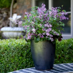 Bloomerang® Dark Purple Reblooming Lilac -Naty Plants Shop SyringaBloomerangDarkPurpleIMG 8948 800x800 b73a99c