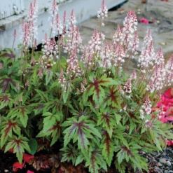 'Sugar & Spice' Foamflower -Naty Plants Shop TIASS1Q 1