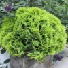 Anna's Magic Ball® Arborvitae