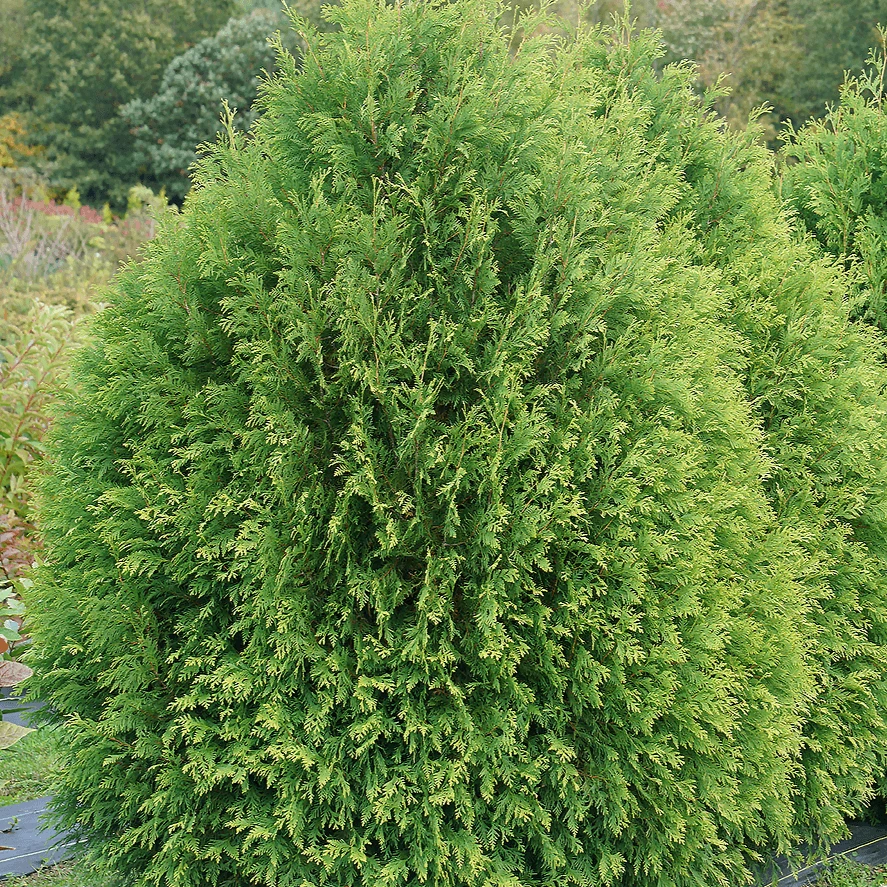 Cheer Drops™ Arborvitae 2 Cheer Drops™ Arborvitae - Image 2