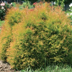 Fire Chief™ Arborvitae