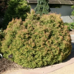Fire Chief™ Arborvitae -Naty Plants Shop ThujaFireChiefIMG 4007 1000x1000 042b281