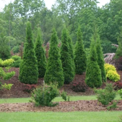 North Pole® Arborvitae 8 North Pole® Arborvitae -Naty Plants Shop ThujaNorthPoleIMG 9727 800x800 614acb6