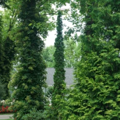 Sting™ Arborvitae