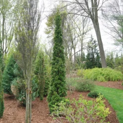 Sting™ Arborvitae -Naty Plants Shop ThujaStingDSC08025 800x800 53ffe22