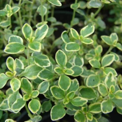 Lemon Thyme