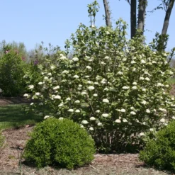 Red Balloon® Lantanaphyllum Viburnum -Naty Plants Shop Viburnum Red Balloon 2