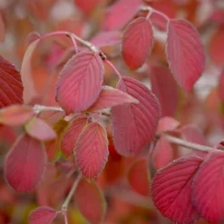 Steady Eddy™ Doublefile Viburnum -Naty Plants Shop ViburnumSteadyEddyP1200090 800x800 35f2d0e