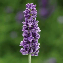 'Vintro Blue’ English Lavender