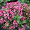 Snippet® Dark Pink Weigela