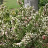 Sonic Bloom® Pearl Weigela