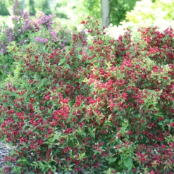Sonic Bloom® Red Weigela