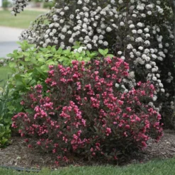 Wine & Roses Weigela -Naty Plants Shop Weigela Wine Roses 1