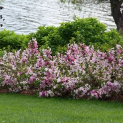 Czechmark Trilogy® Weigela -Naty Plants Shop WeigelaCzechmarkTrilogyP1060922 800x800 2a9d56d