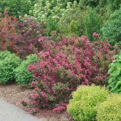 Sonic Bloom Punch™ Weigela -Naty Plants Shop WeigelaSonicBloomPunchDSC06419 800x800 6296f1c
