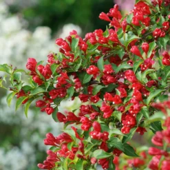 Sonic Bloom® Red Weigela 7 Sonic Bloom® Red Weigela -Naty Plants Shop WeigelaSonicBloomRedDSC01971 800x800 7cb4b78