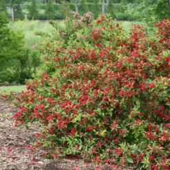 Sonic Bloom® Red Weigela 8 Sonic Bloom® Red Weigela -Naty Plants Shop WeigelaSonicBloomRedIMG 9370 800x800 5a01884