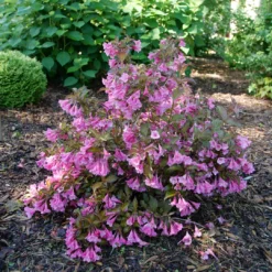 Sonic Bloom Wine™ Weigela -Naty Plants Shop WeigelaSonicBloomWineP1194940 1080x1080 4e2be0d
