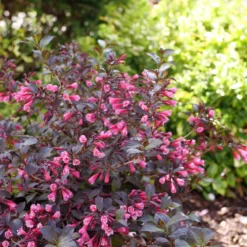 Very Fine Wine™ Weigela -Naty Plants Shop WeigelaVeryFineWineP1162632 800x800 7a32969