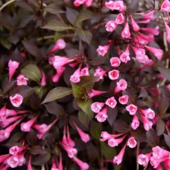Very Fine Wine™ Weigela -Naty Plants Shop WeigelaVeryFineWineP1173290 800x800 2d50814
