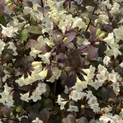 Wine & Spirits™ Weigela -Naty Plants Shop WeigelaWineSpiritsIMG 7142 1080x1080 8ecb085