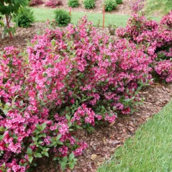 Sonic Bloom Punch™ Weigela -Naty Plants Shop Weigela Sonic Bloom Punch P1214256
