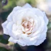 White Drift® Rose
