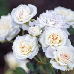 White Drift® Rose -Naty Plants Shop WhiteDrift Rose 3
