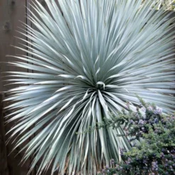 'Sapphire Skies' Yucca -Naty Plants Shop Yucca Sapphire Skies 3