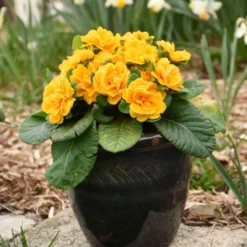 Bouquet Perfect™ 'Mandarin' Primrose -Naty Plants Shop a20290eaa51c635a80390eab2148cd2e