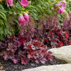 Primo® 'Mahogany Monster' Coral Bells -Naty Plants Shop a7cddb4016d96a7b92c795de587aaf69