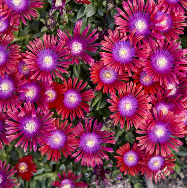 Kaleidoscope™ 'Razzle Dazzle' Ice Plant 1 Kaleidoscope™ 'Razzle Dazzle' Ice Plant
