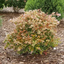 Funshine® Abelia -Naty Plants Shop abelia funshine 1 P sw