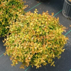Funshine® Abelia -Naty Plants Shop abelia funshine 3 P sw