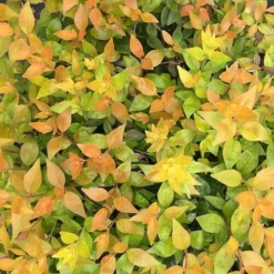 Funshine® Abelia