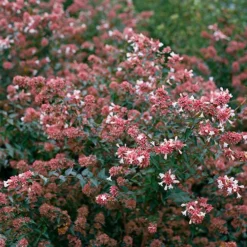 Ruby Anniversary® Abelia -Naty Plants Shop abelia ruby anniversary 4 P