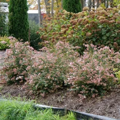 Ruby Anniversary® Abelia -Naty Plants Shop abelia ruby anniversary 5 P