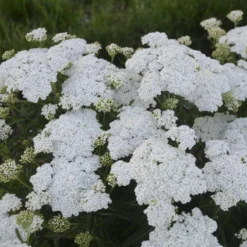 'Firefly Diamond' Yarrow -Naty Plants Shop achillea firefly diamond yarrow 2 sw