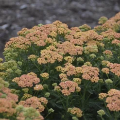 'Firefly Peach Sky' Yarrow -Naty Plants Shop achillea firefly peach sky yarrow 3 sw