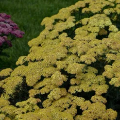 'Firefly Peach Sky' Yarrow -Naty Plants Shop achillea firefly peach sky yarrow 4 sw