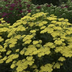 'Firefly Sunshine' Yarrow -Naty Plants Shop achillea firefly sunshine yarrow 2 sw