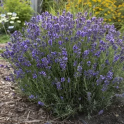 'Hidcote' Lavender -Naty Plants Shop ad777dfe720023c87b88b7911572cb2f
