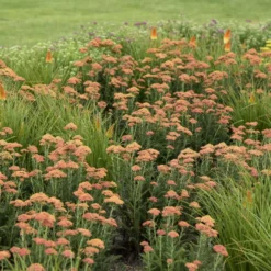 'Firefly Peach Sky' Yarrow -Naty Plants Shop ade44eb930d80f6cbf6a35ce38c007ea