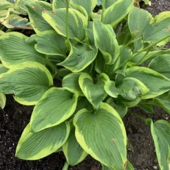 Shadowland® 'Lone Star' Hosta -Naty Plants Shop adf534505a6fa203ffe8e4351850b130