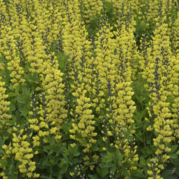 Decadence® 'Lemon Meringue' False Indigo 2 Decadence® 'Lemon Meringue' False Indigo - Image 2