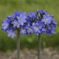 'Galaxy Blue' Lily-of-the-Nile -Naty Plants Shop agapanthus galaxy blue lily of the nile 2 sw