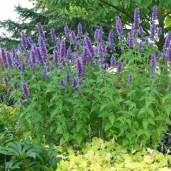 'Blue Boa' Hummingbird Mint -Naty Plants Shop agastache blue boa 3 029cfbf5 6258 4ea5 a35f 3b9fed44be96 sw