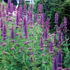 'Blue Boa' Hummingbird Mint -Naty Plants Shop agastache blue boa 4 b931e810 6f31 48ec a96b ffabeb9ae4c4 sw
